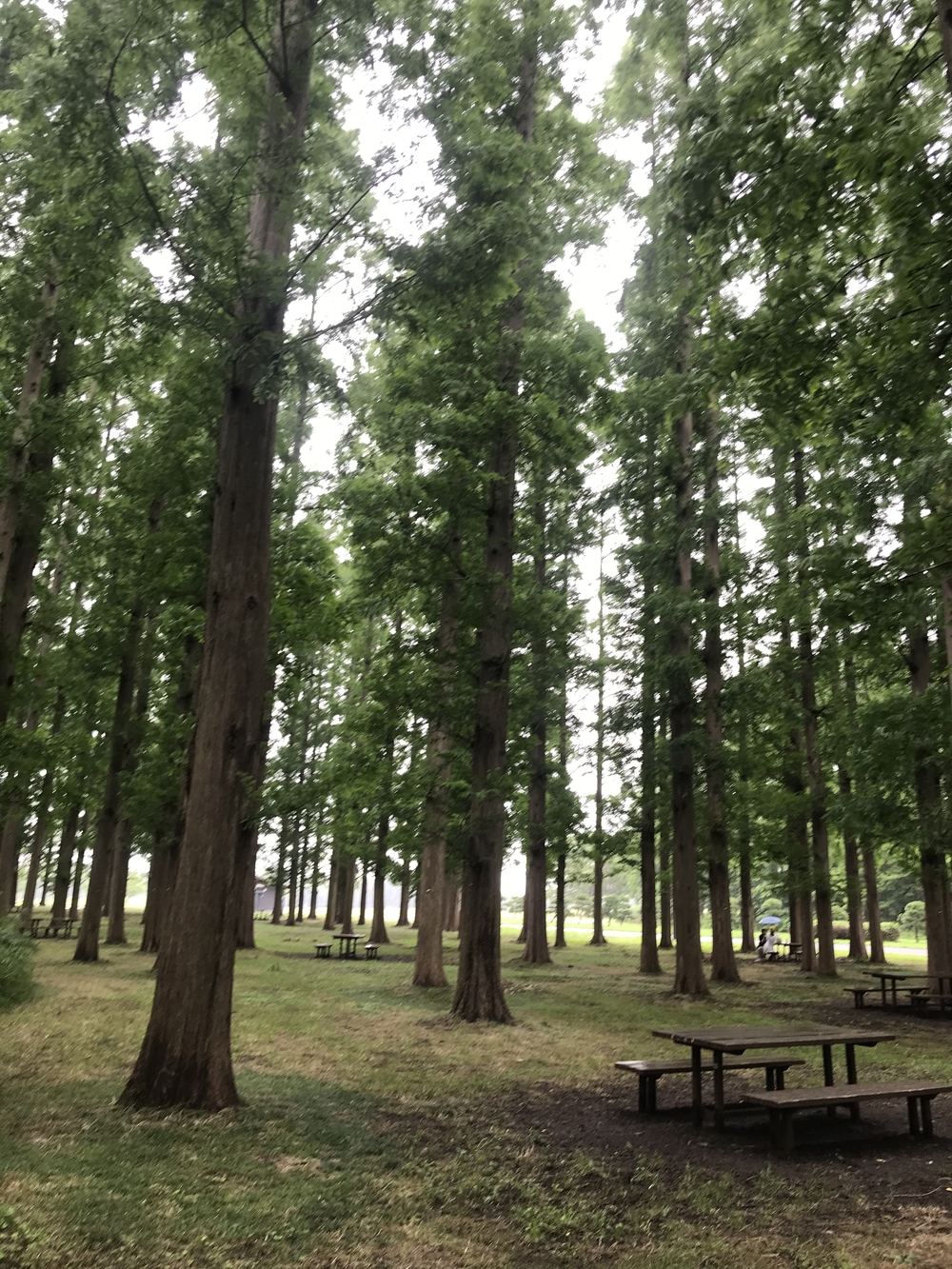 スカイツリー →帝釈天→水元公園→明神の湯の写真9
