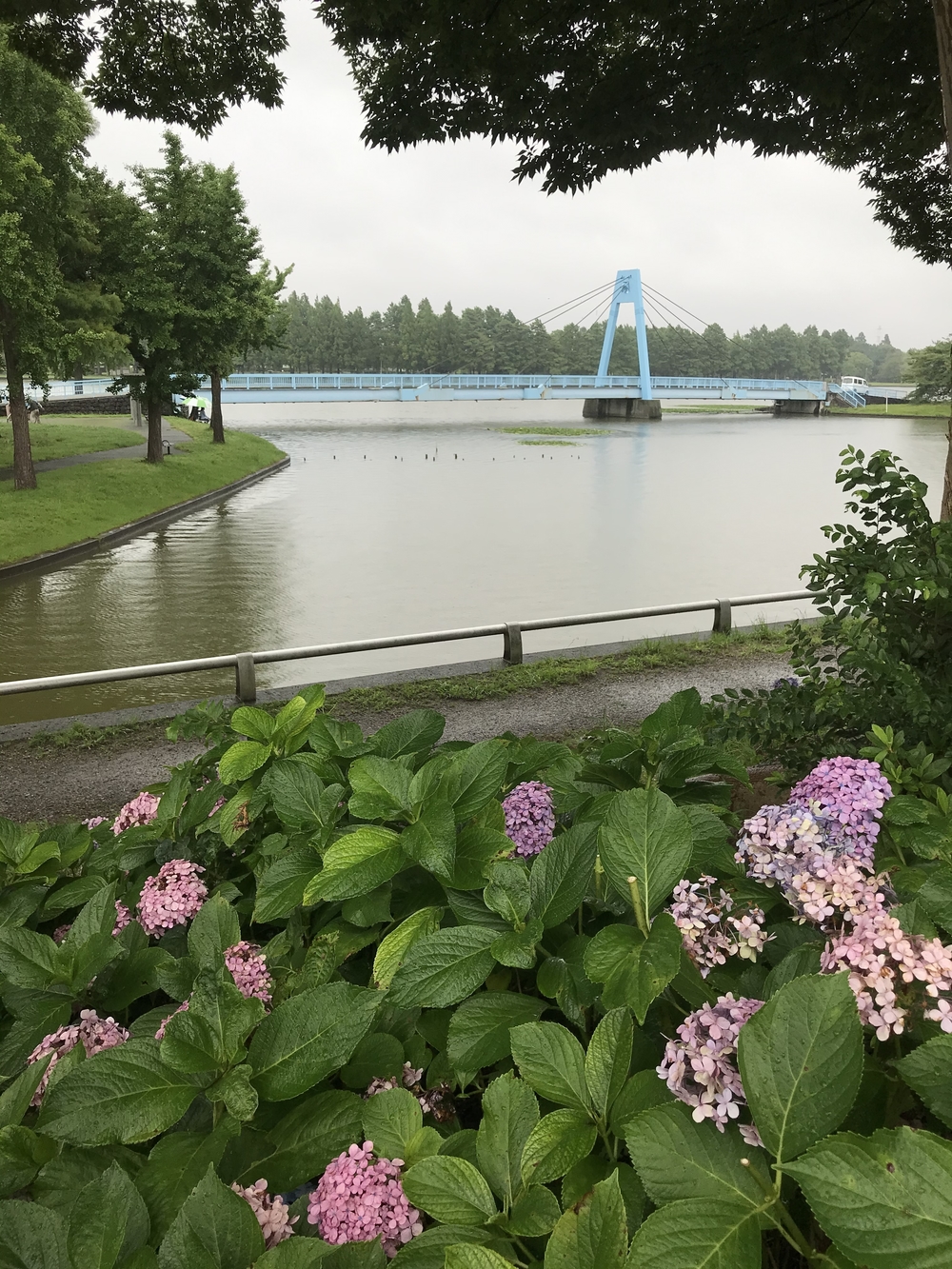 スカイツリー →帝釈天→水元公園→明神の湯の写真10