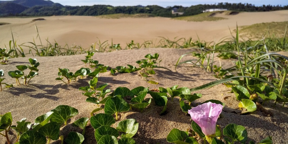 【出張朝ラン】スタバは無いけどスナバはあるよ。鳥取砂丘ラン。の写真7