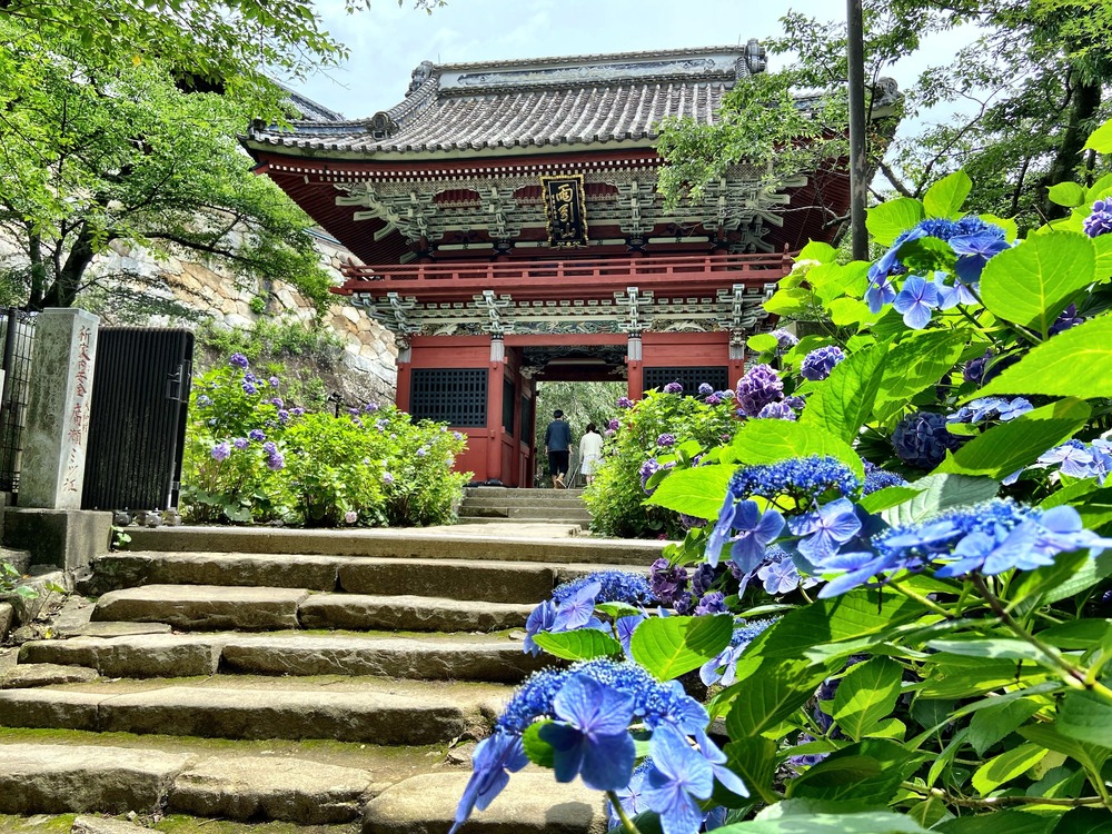 3000本の紫陽花と水中花に癒される坂路ランの写真3