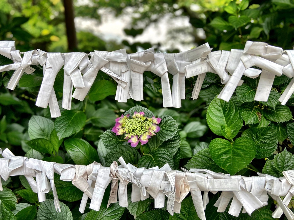 3000本の紫陽花と水中花に癒される坂路ランの写真4