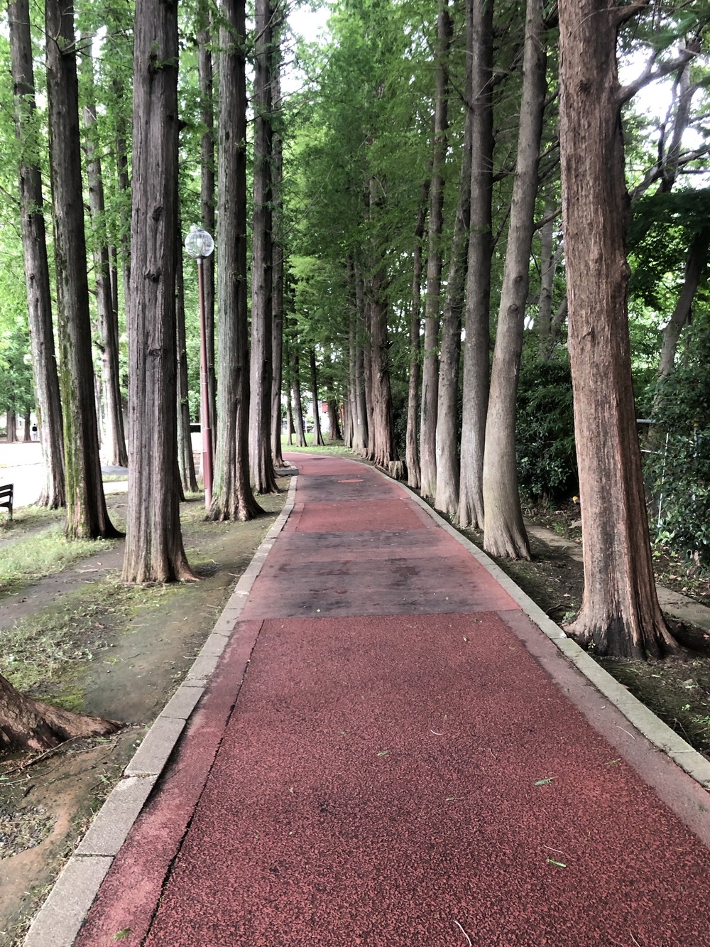 別所沼公園 周回コースの写真4