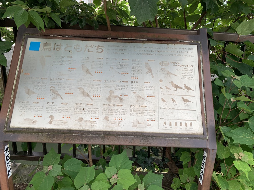 春は花見コースですが、初夏は新緑コースです。の写真3