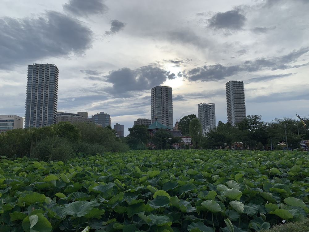 春は花見コースですが、初夏は新緑コースです。の写真15