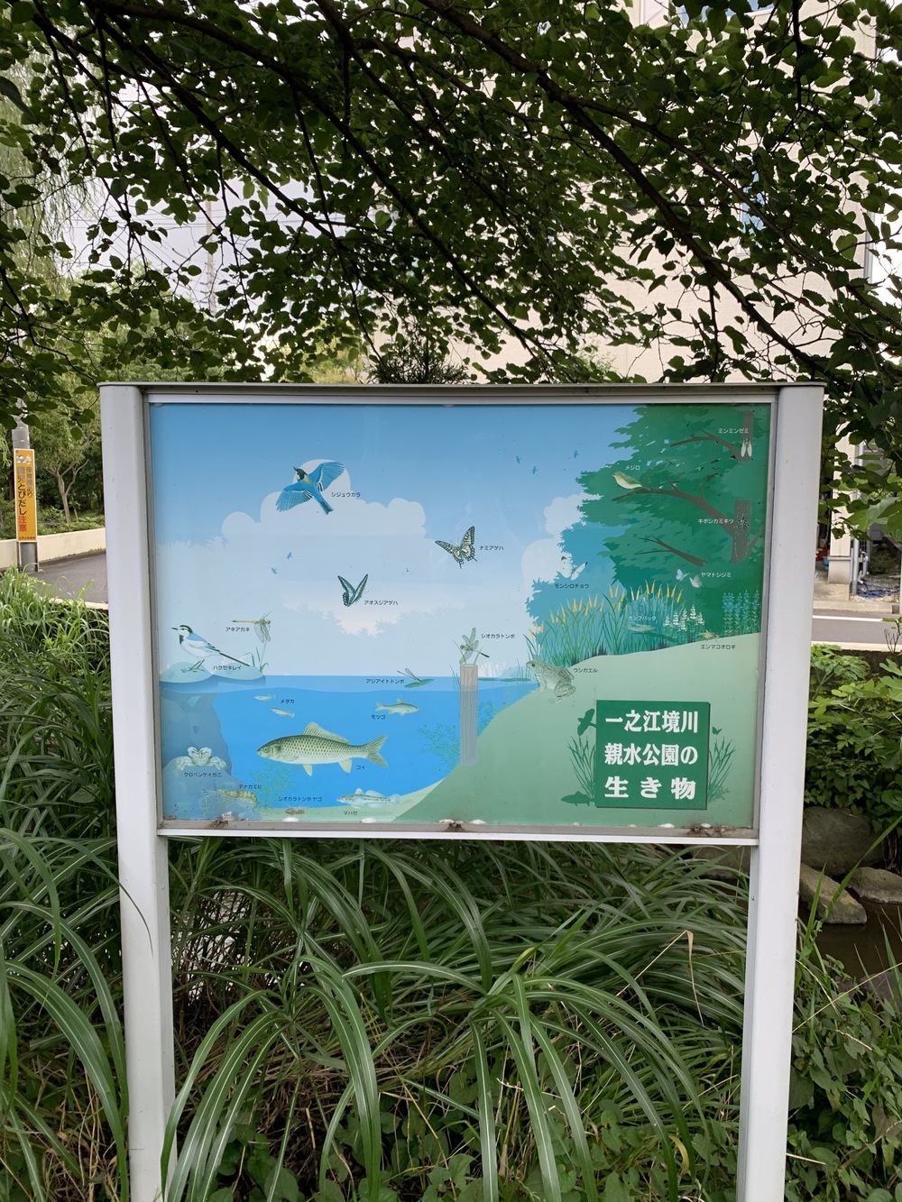 東京スカイツリーから水辺のオアシスを走るコースの写真5