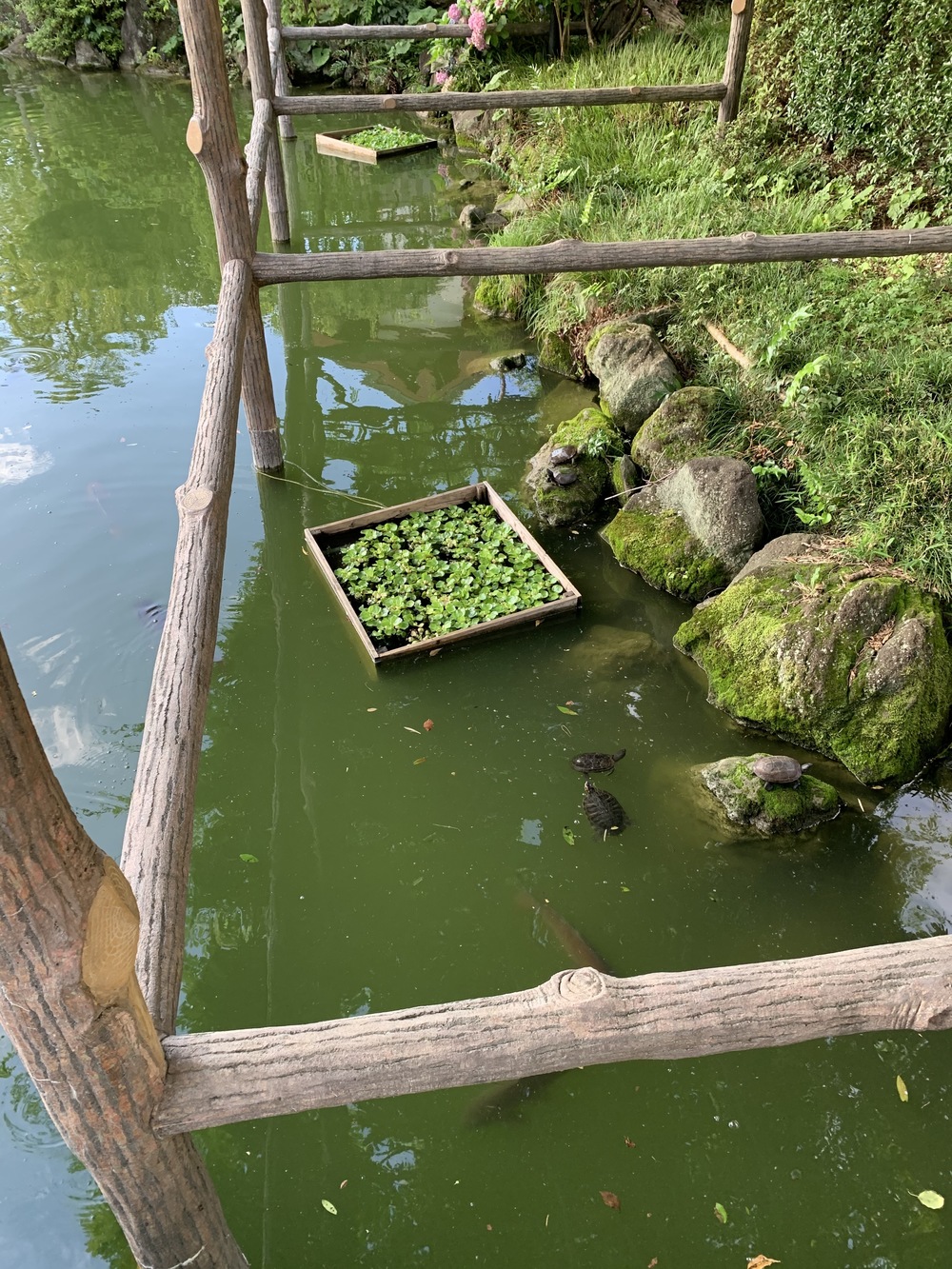 東京スカイツリーから水辺のオアシスを走るコースの写真10