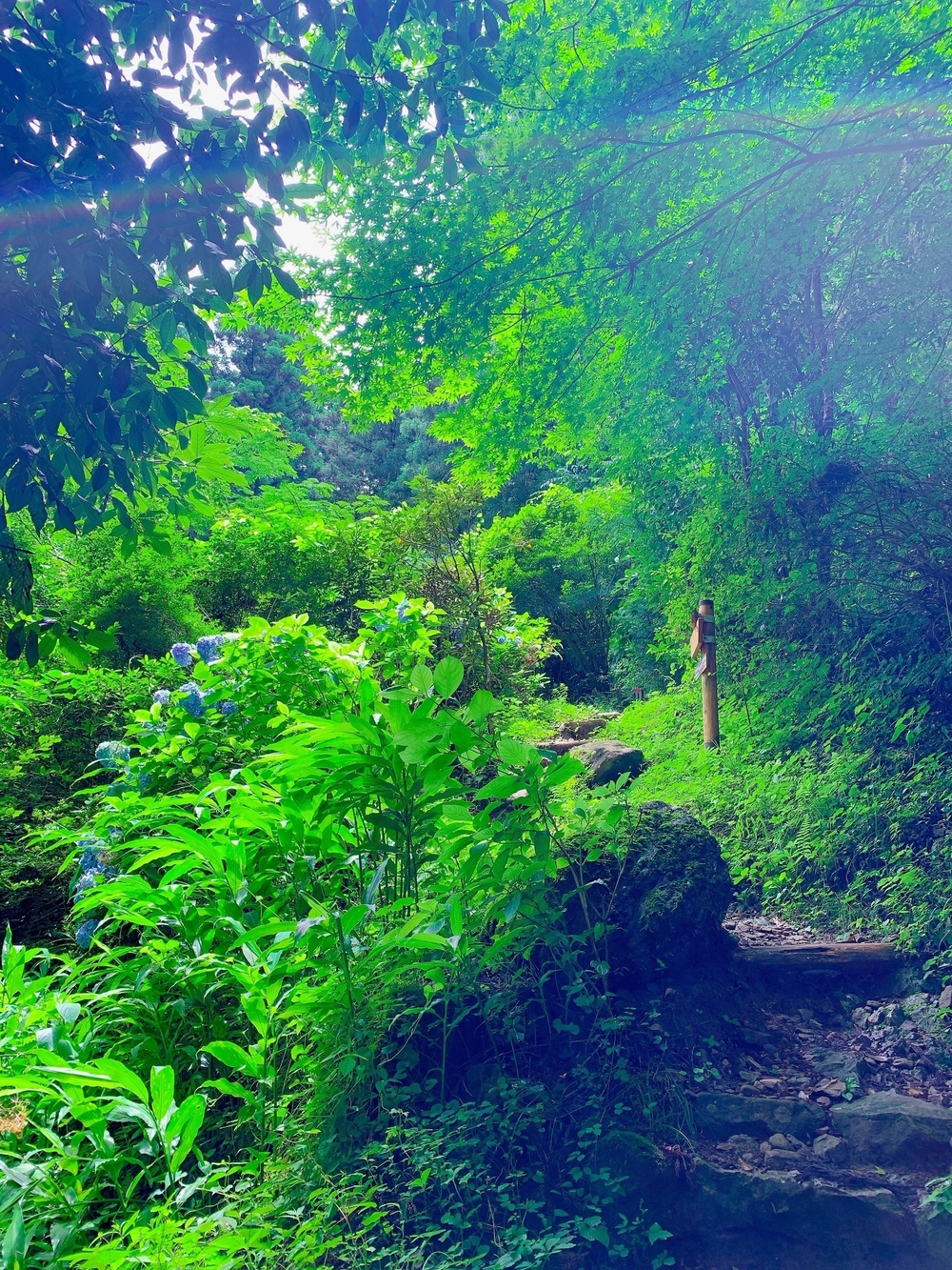 奥多摩トレラン（古里〜奥多摩）の写真4