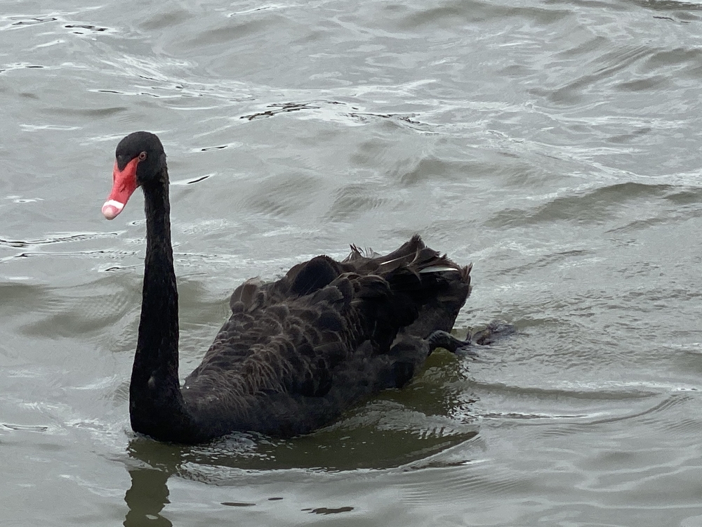 水戸千波公園、千波湖周回コースの写真18