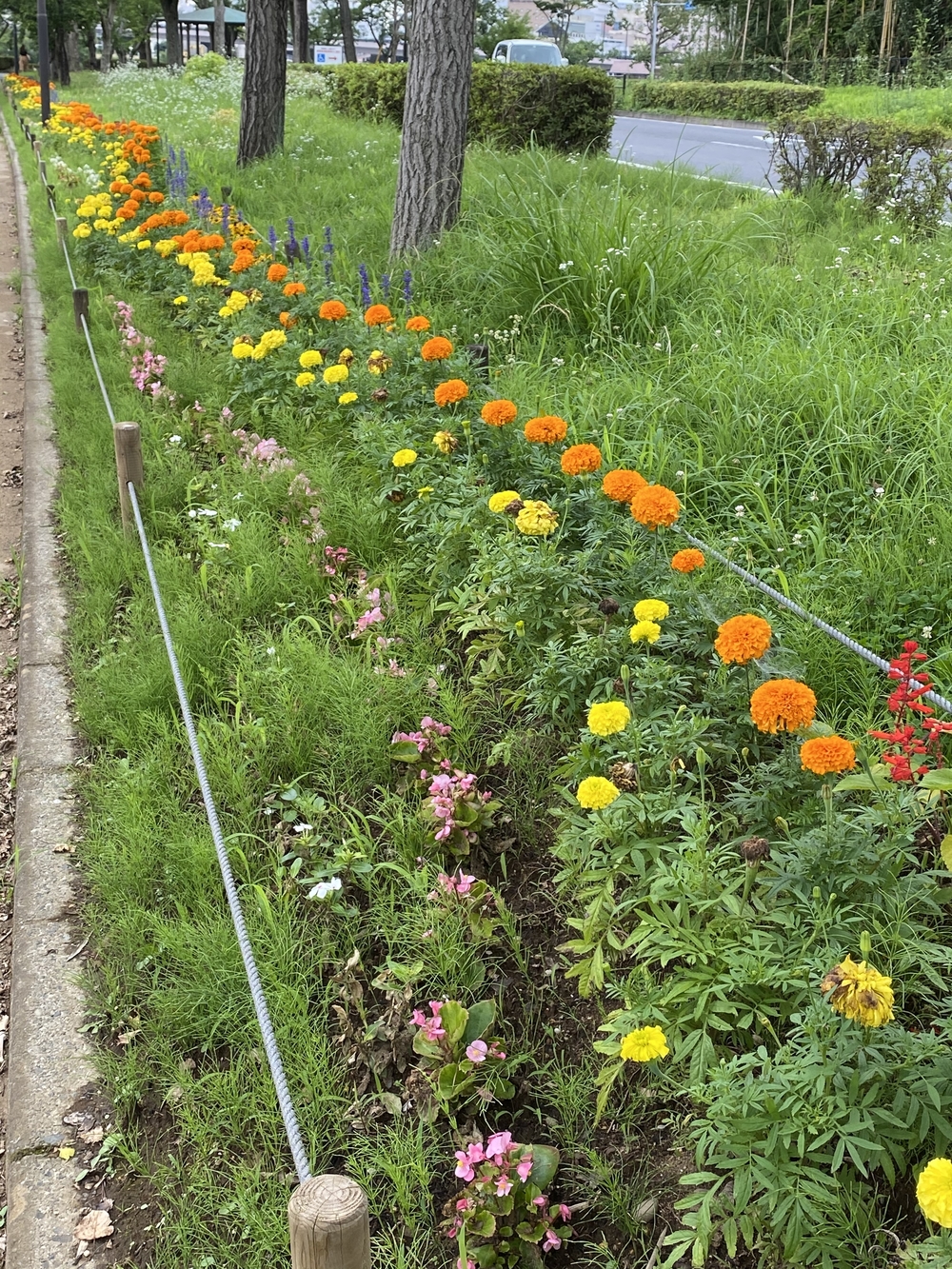 水戸千波公園、千波湖周回コースの写真19