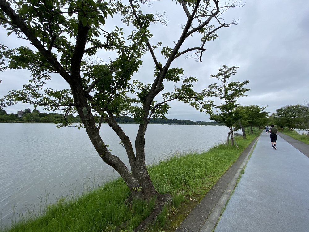水戸千波公園、千波湖周回コースの写真21