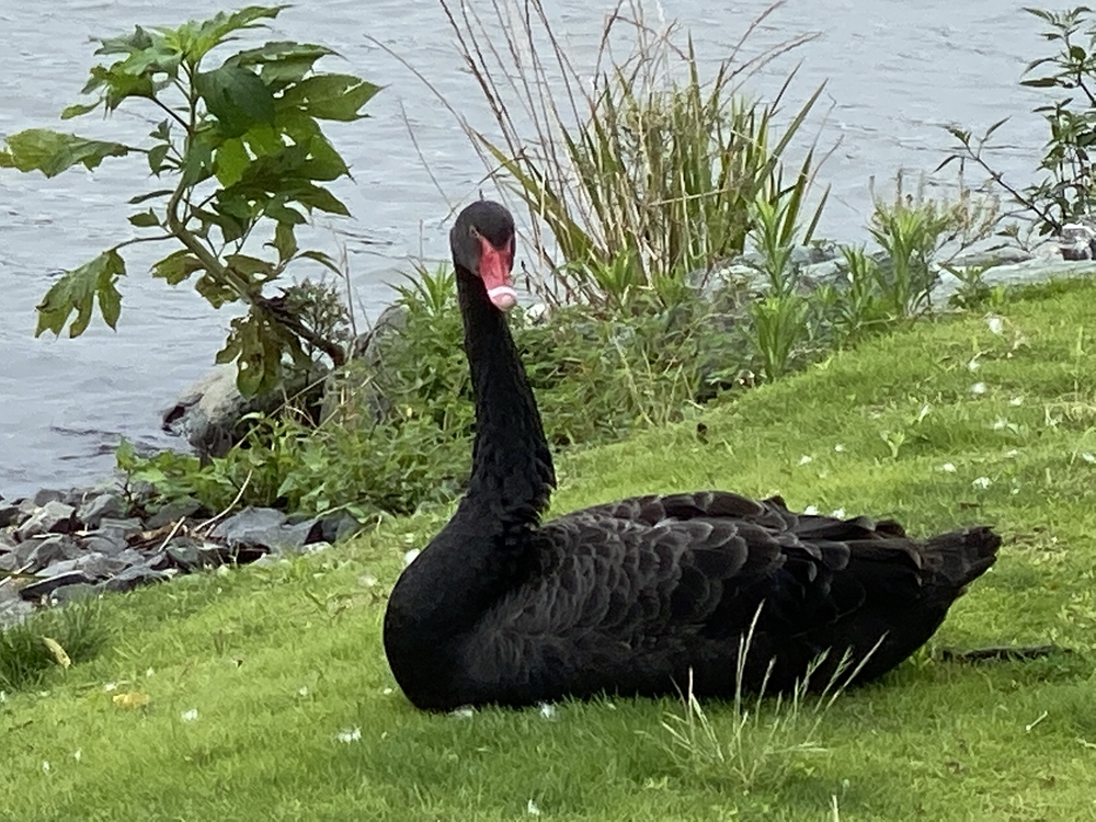 水戸千波公園、千波湖周回コースの写真22