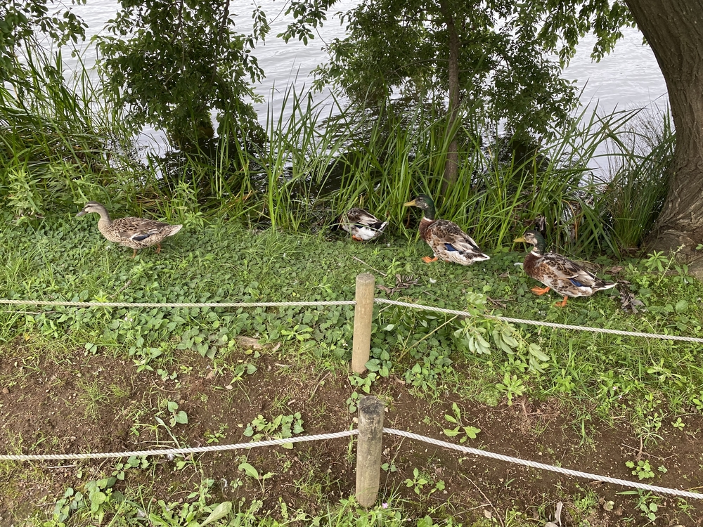 水戸千波公園、千波湖周回コースの写真24
