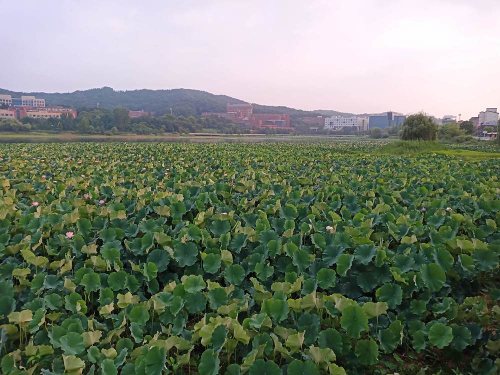 韓国　チョナン　貯水池往復の写真4