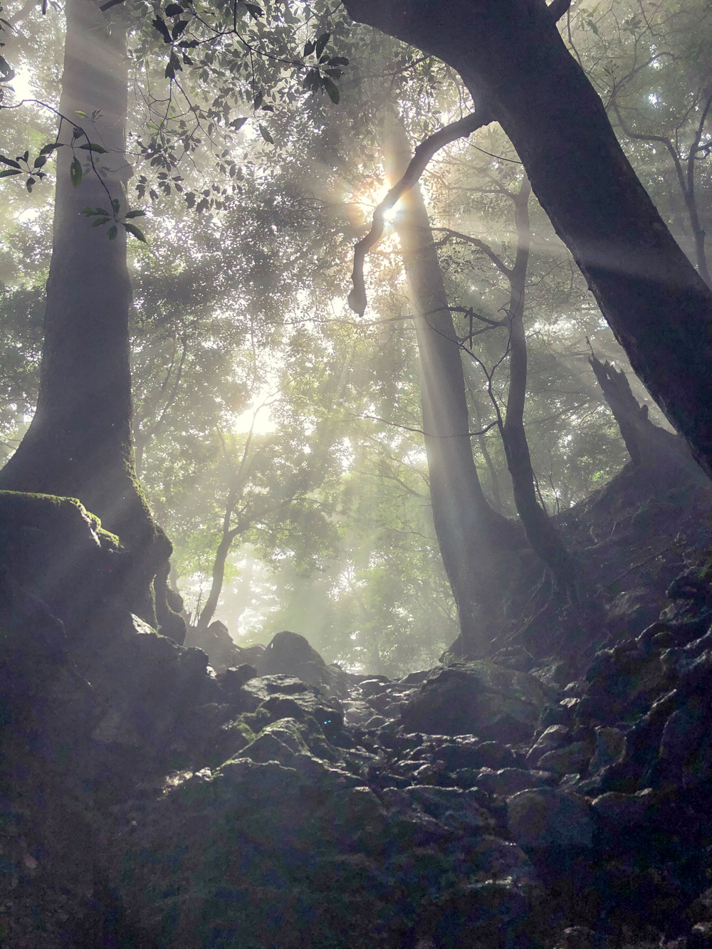 雲海に出会える神の山・大山でトレイルランニングの写真4