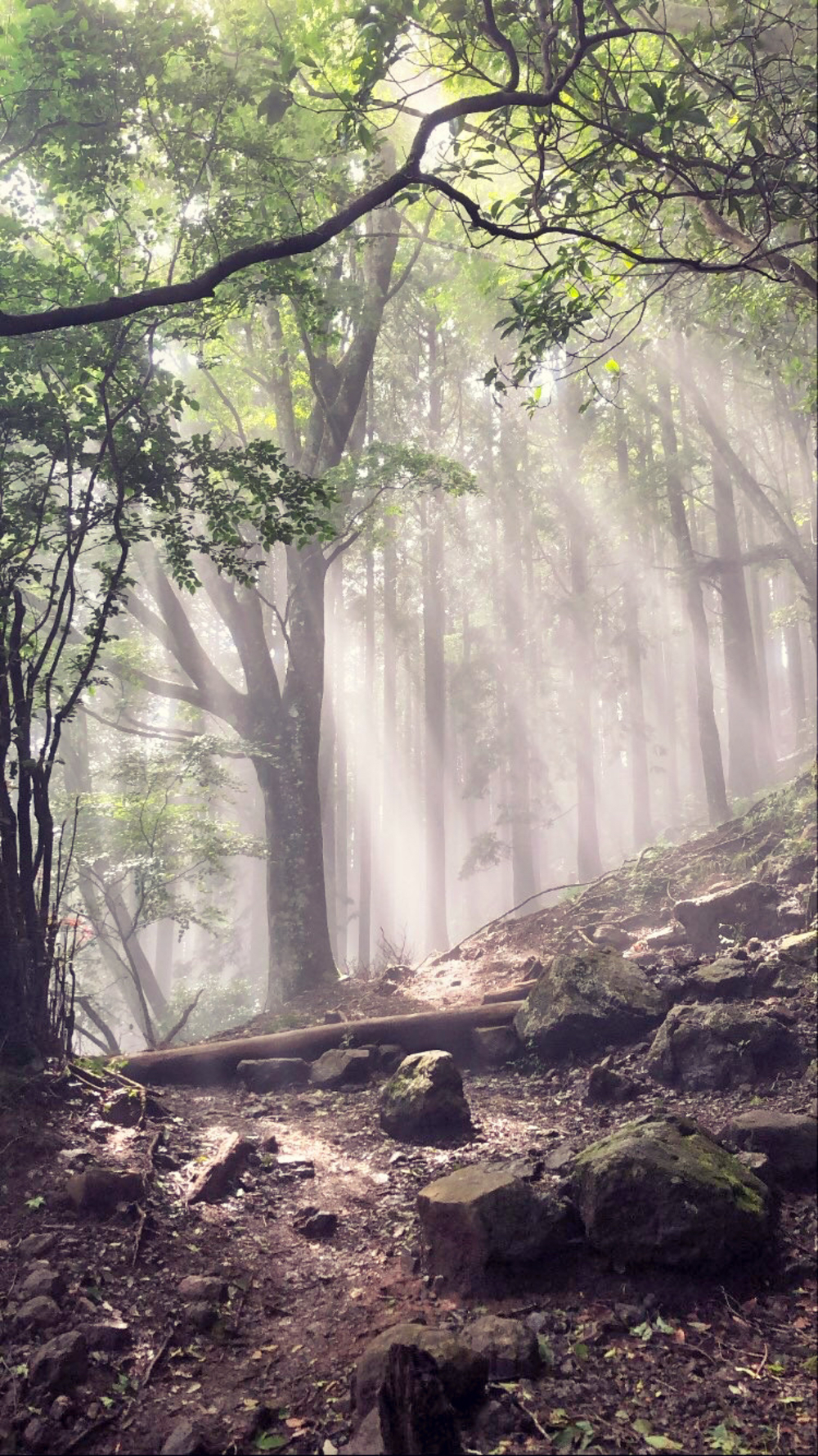 雲海に出会える神の山・大山でトレイルランニングの写真5