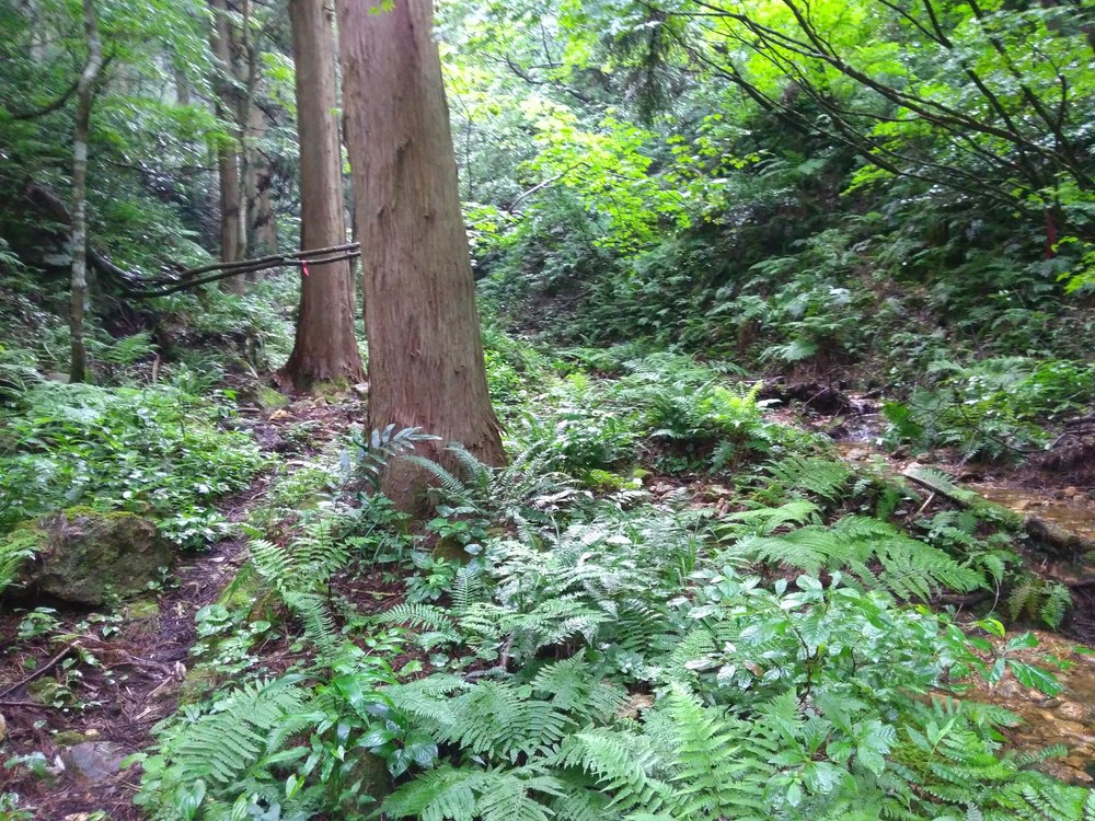 石川　能美　里山周回　天狗橋ー蟹淵ー揚原山ー天狗橋の写真9