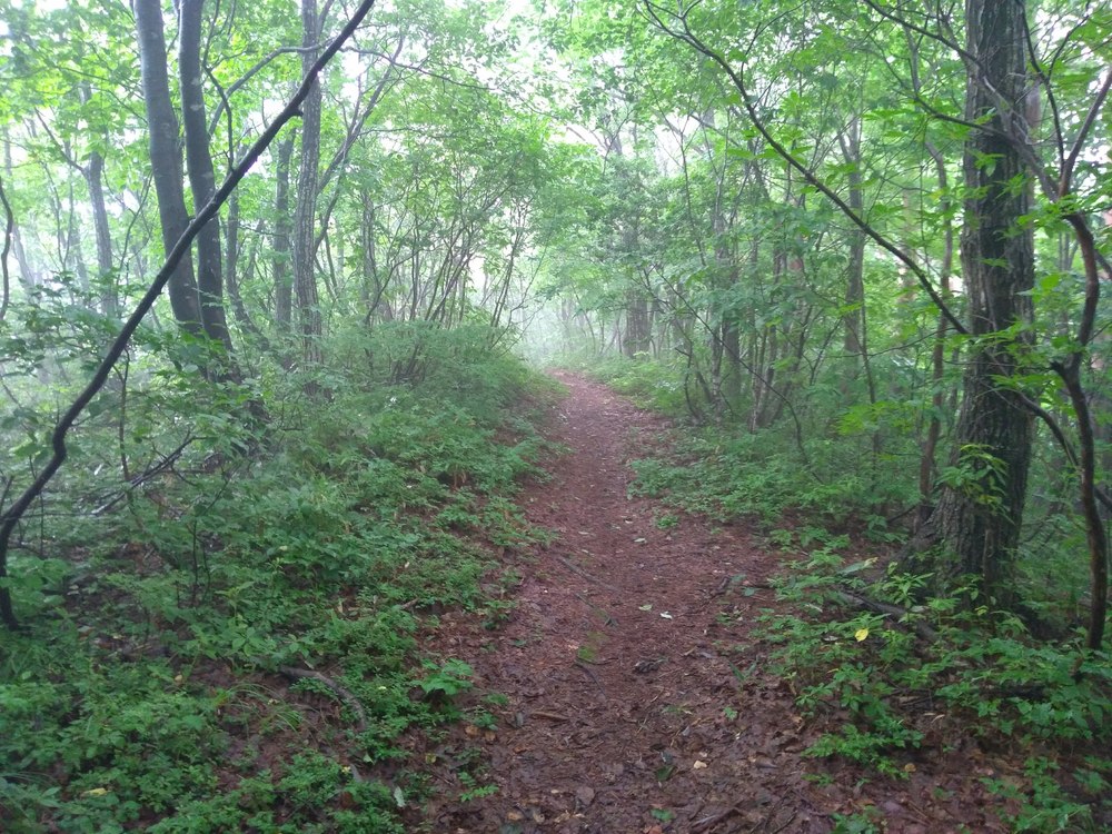 石川　能美　里山周回　天狗橋ー蟹淵ー揚原山ー天狗橋の写真12