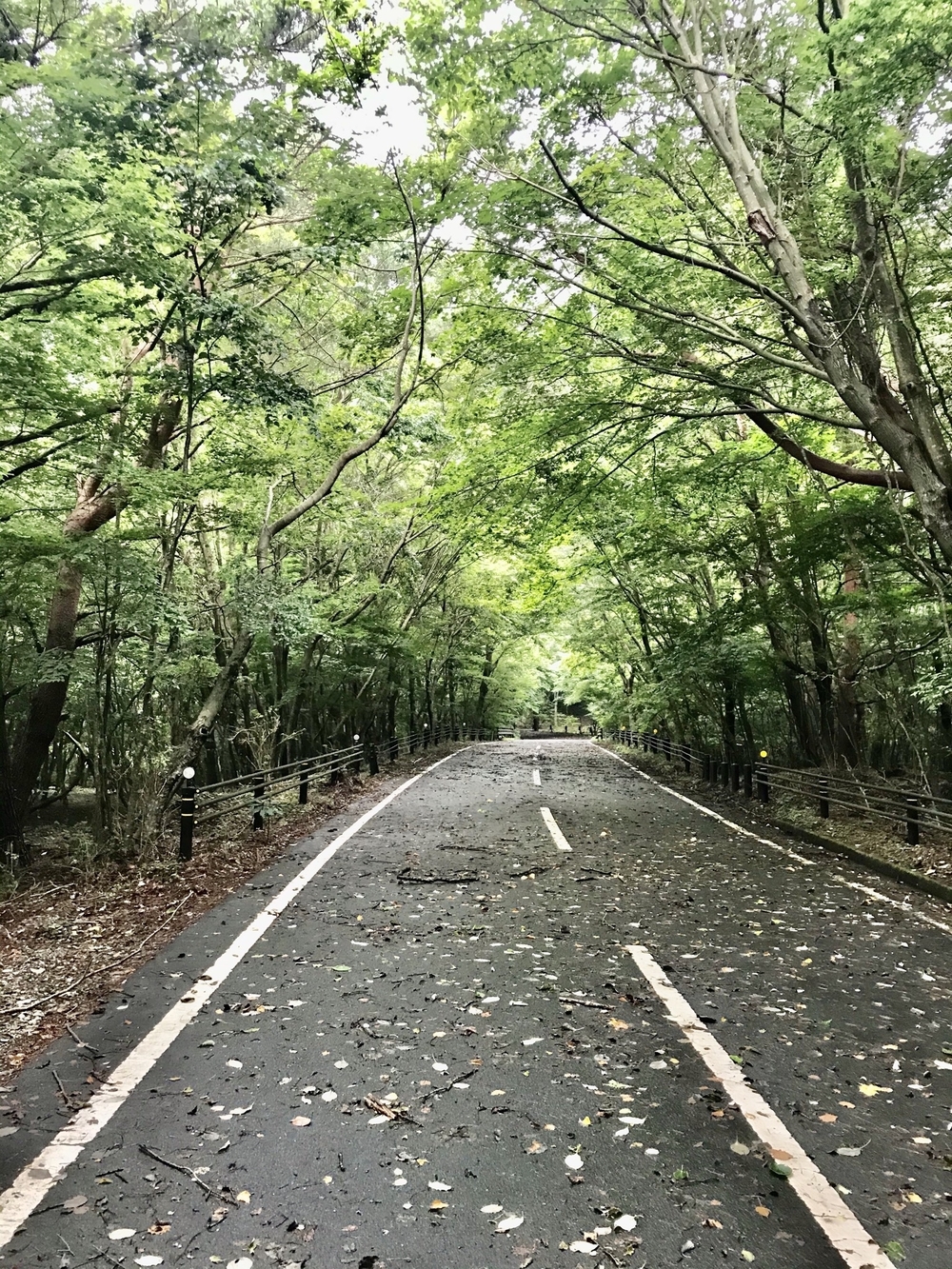 本栖湖 1周(11.6km/標高900m) ランコースの写真6