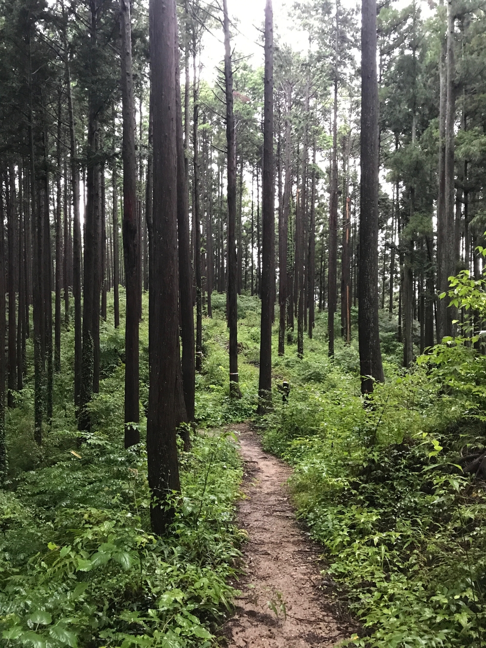 藤野15名山〜北部の5山編の写真3