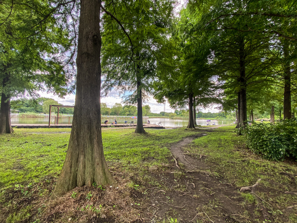 "トーキョーネイバーフッド"自然との調和を感じる舎人公園の不整地の写真3