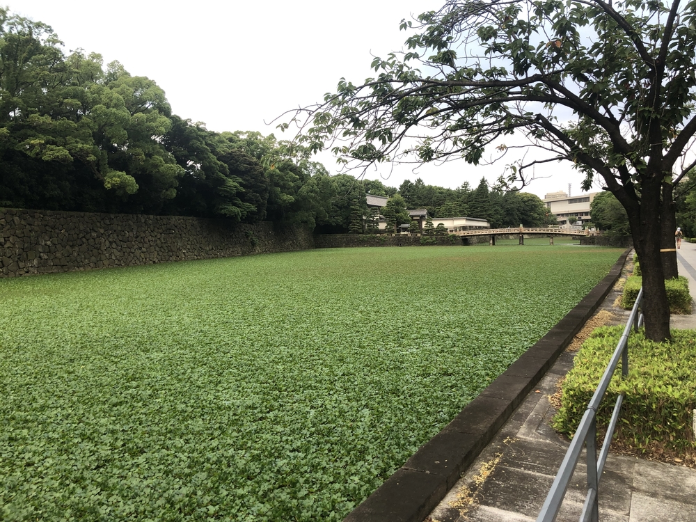 迎賓館〜外苑前〜皇居アップダウンランの写真9