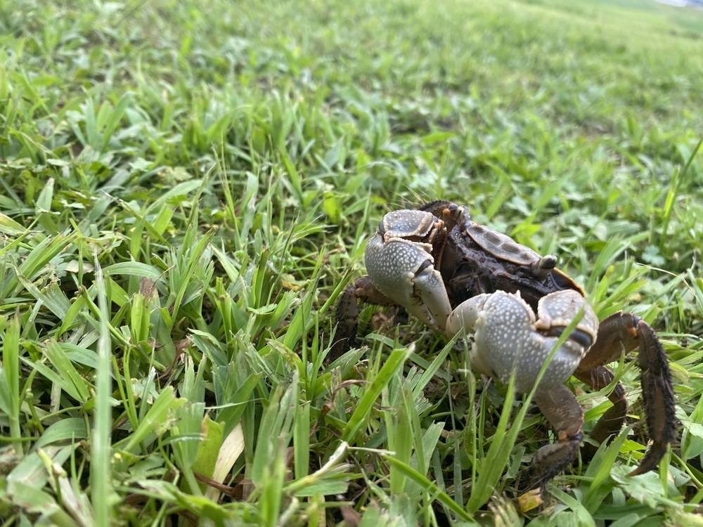 刈りどきが走りどき！荒川の芝生。の写真3