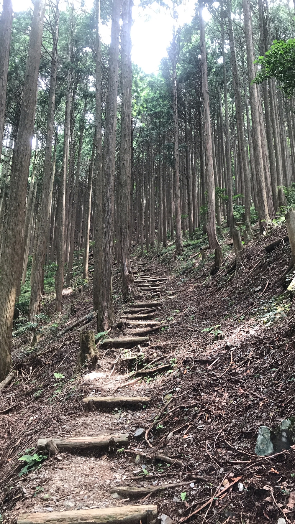 愛宕山、愛宕神社ダブルコースの写真10