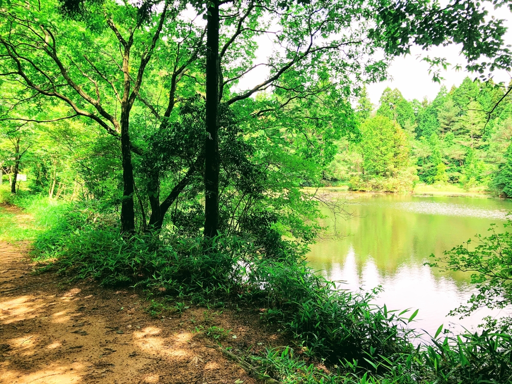 六甲摩耶山　六甲山牧場でソフトクリーム♪の写真9