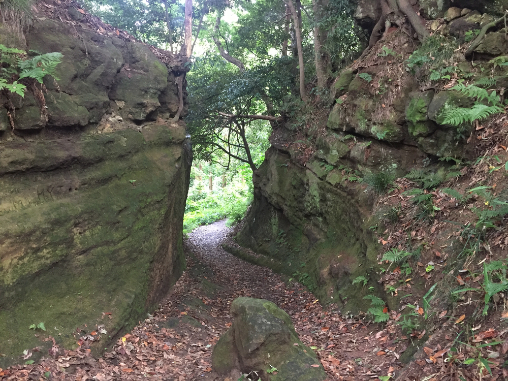 夏ラン! 港南台〜鵠沼海岸の写真3