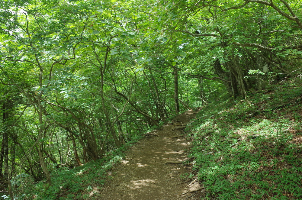 檜原都民の森：三頭山トレイルランニングの写真5