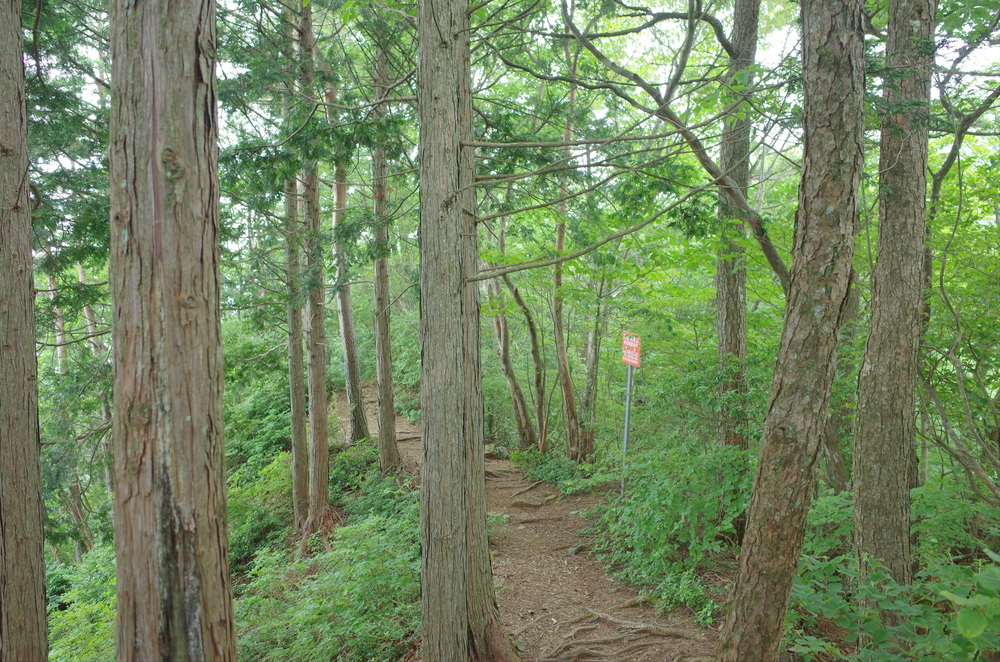 檜原都民の森：三頭山トレイルランニングの写真7