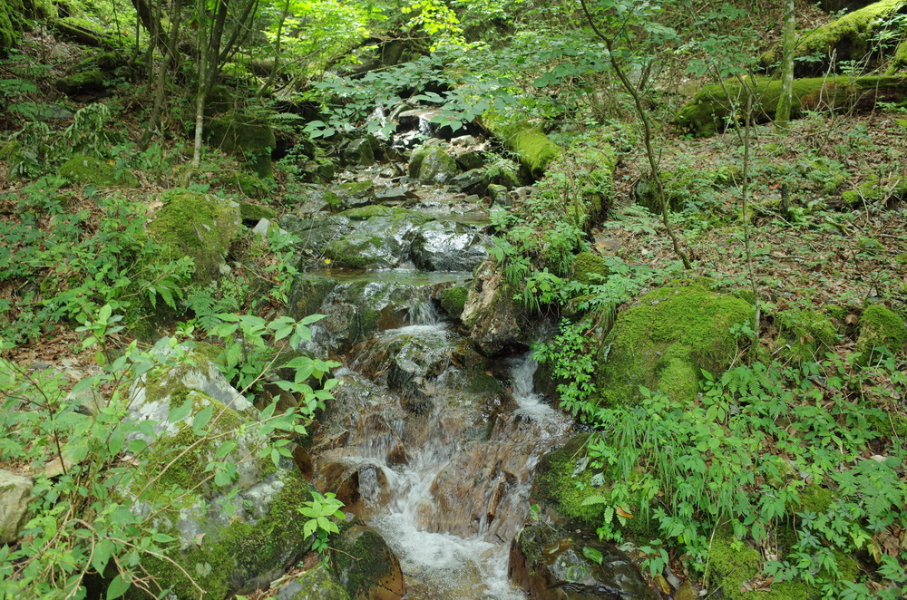 檜原都民の森：三頭山トレイルランニングの写真8