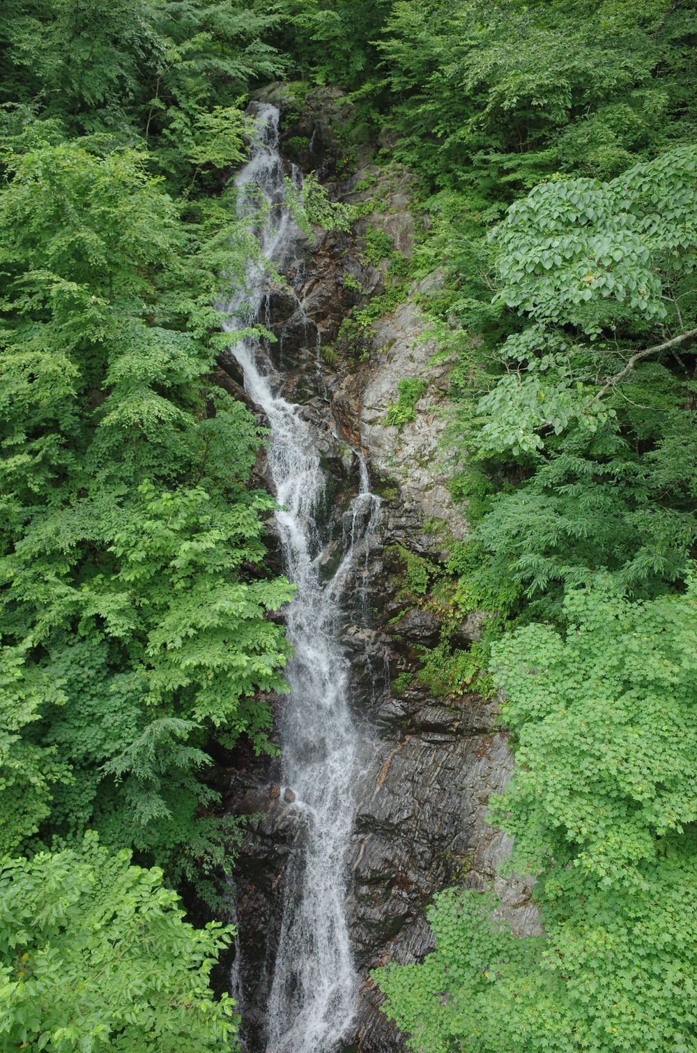 檜原都民の森：三頭山トレイルランニングの写真9