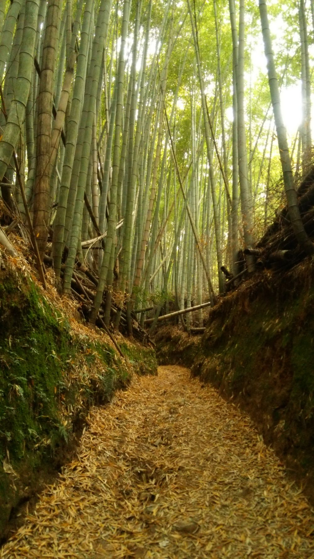 山越え神社巡りフルマラソン@京都滋賀の写真6