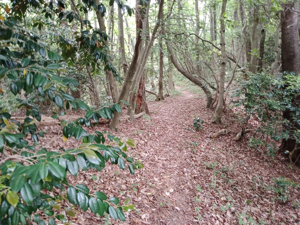 石川県　能美市　里山　虚空蔵山の写真4