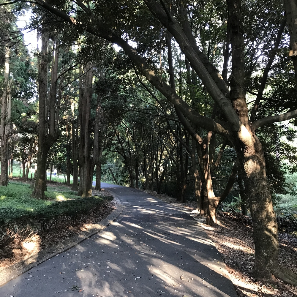 １周１キロ木陰のアップダウン周回コース　愛知県大府市　みどり公園の写真4
