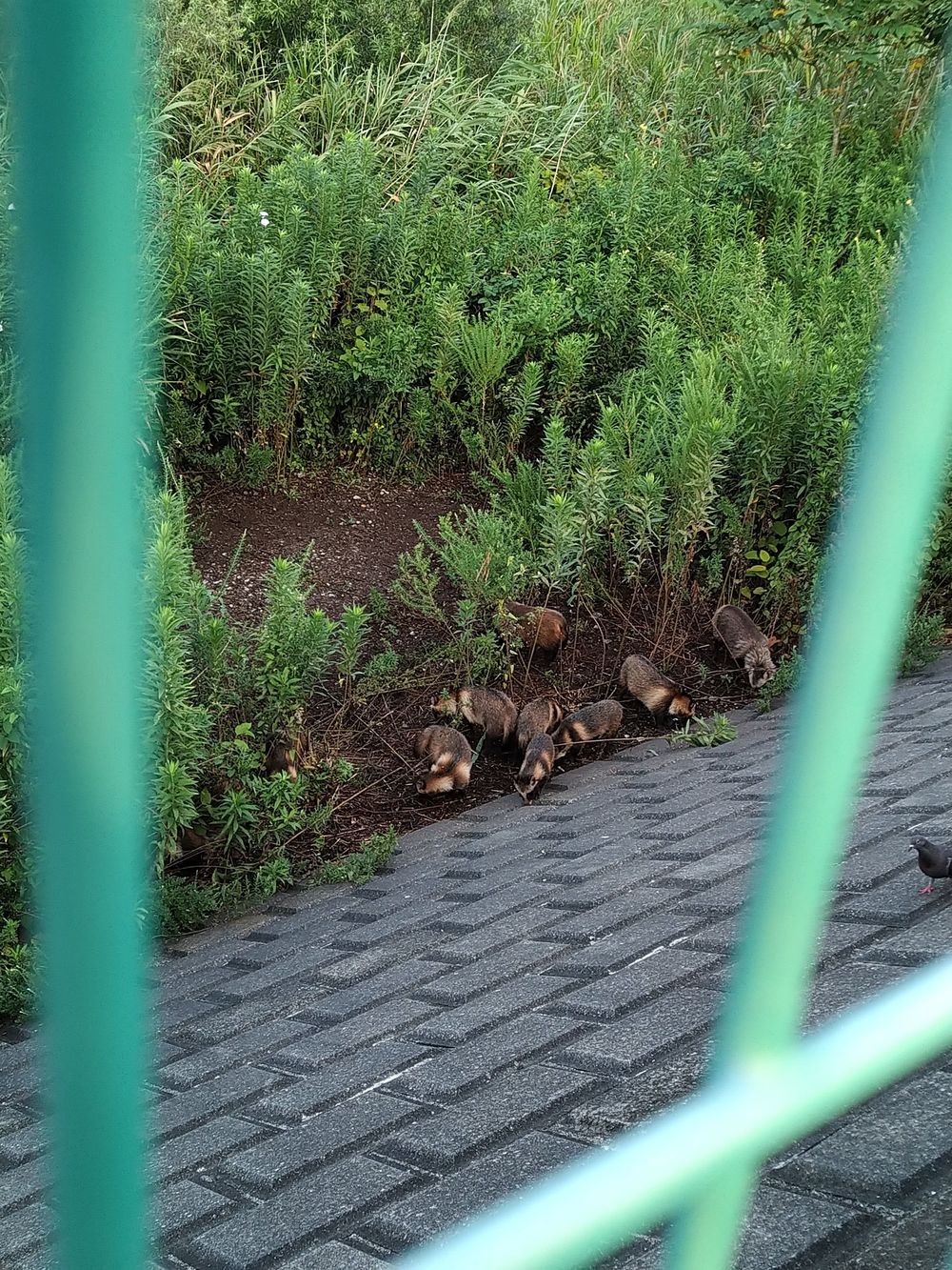 新中川　一周の写真4