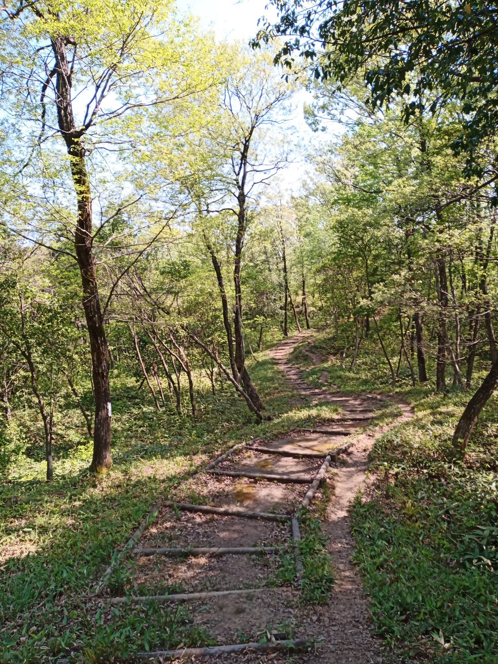 石川県小松市　憩いの森公園　絆の森の写真4
