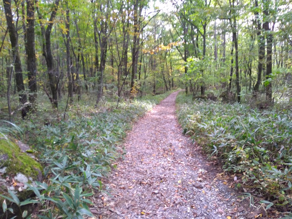 八ヶ岳　三分の一湧水ー女取湧水の写真6