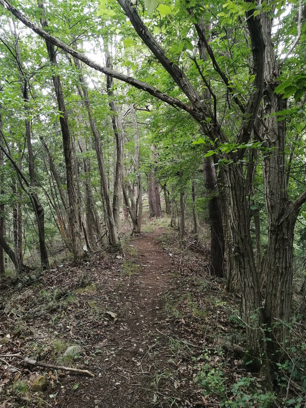 大月市・秀麗富嶽十二景の百蔵山〜扇山を程よく20kmトレランの写真18