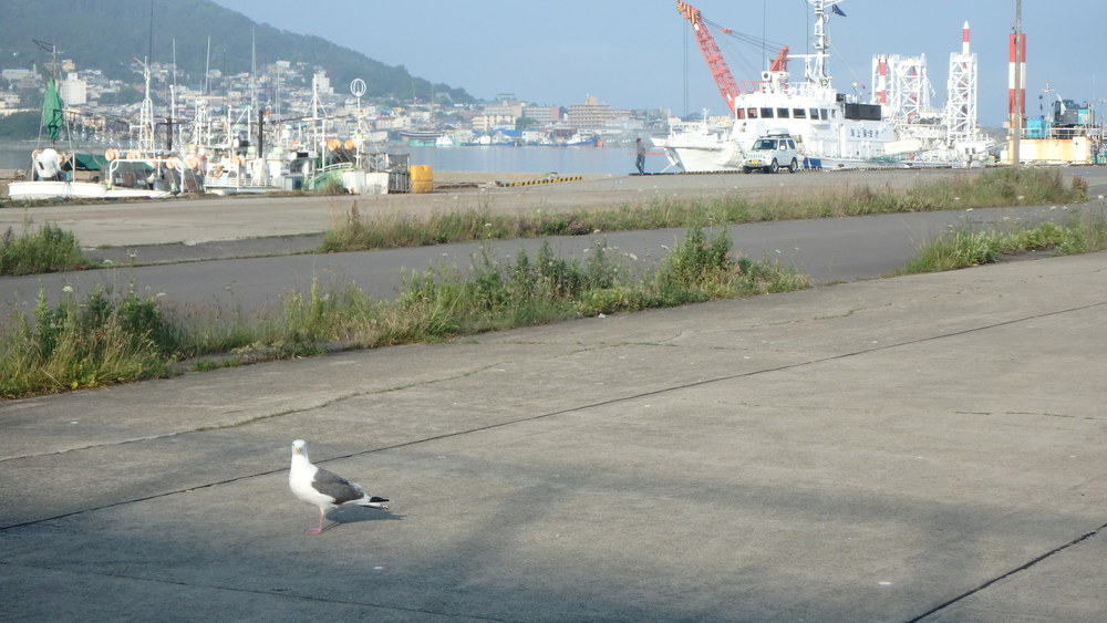 函館 ともえ大橋　朝RUNの写真14