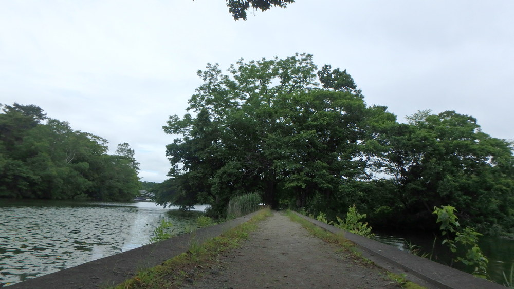 大沼公園散策路jogの写真7