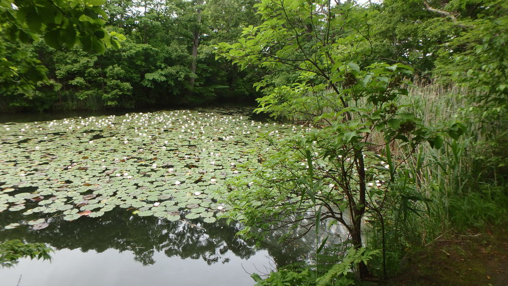 大沼公園散策路jogの写真8