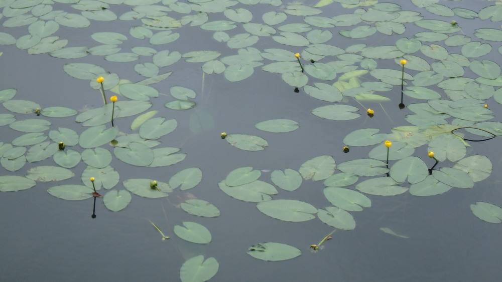大沼公園散策路jogの写真10
