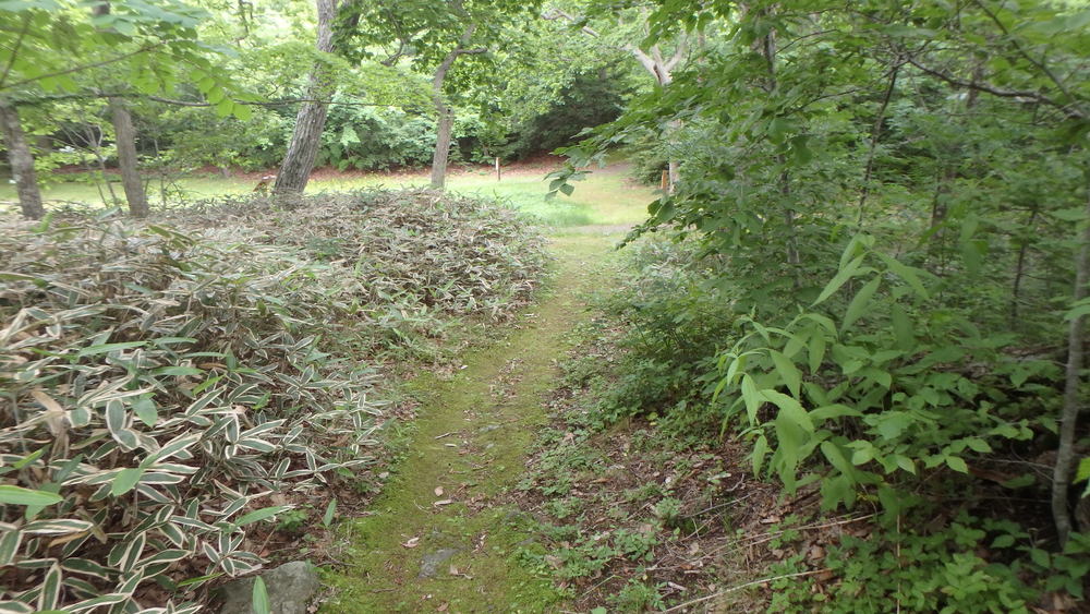 大沼公園散策路jogの写真11