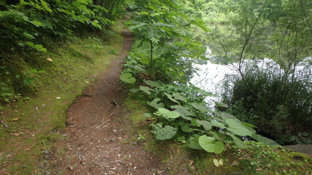 大沼公園散策路jogの写真13