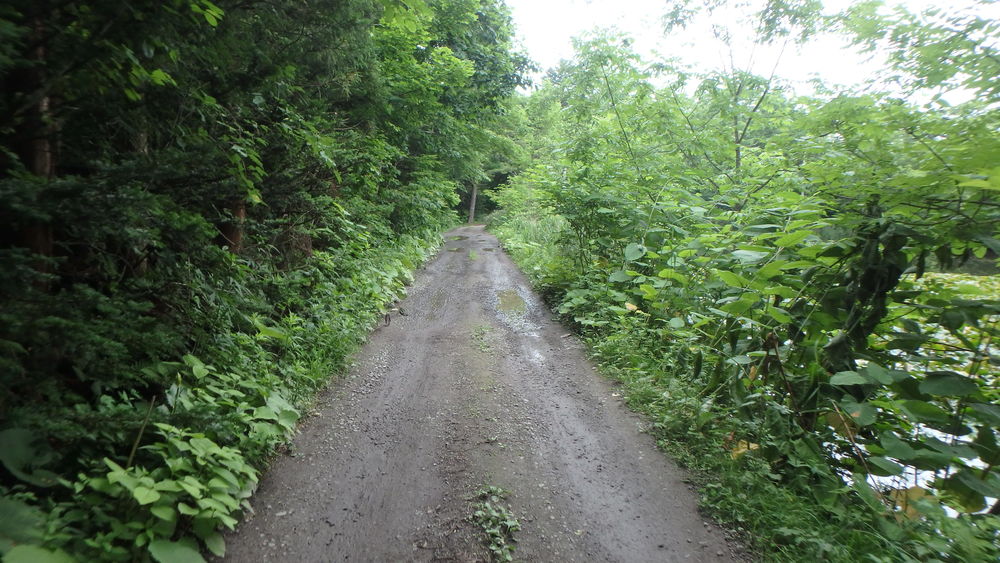大沼公園散策路jogの写真17