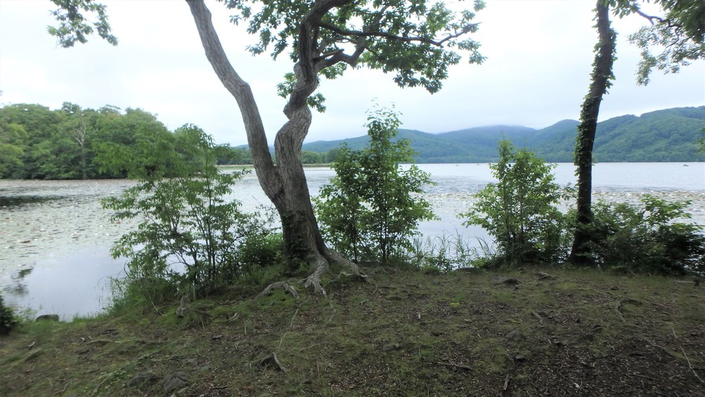 大沼公園散策路jogの写真19