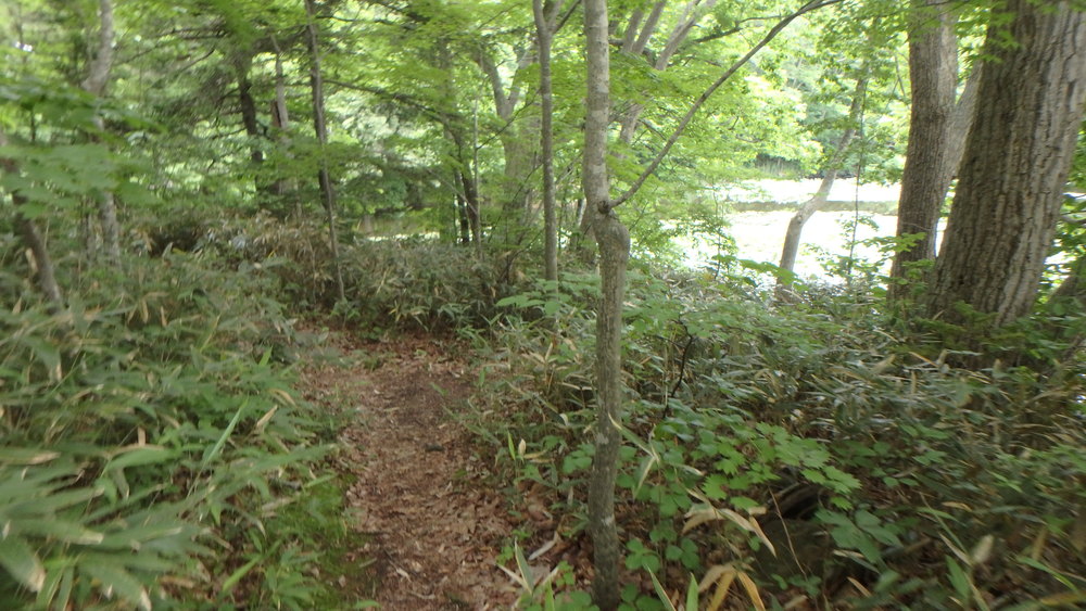 大沼公園散策路jogの写真20