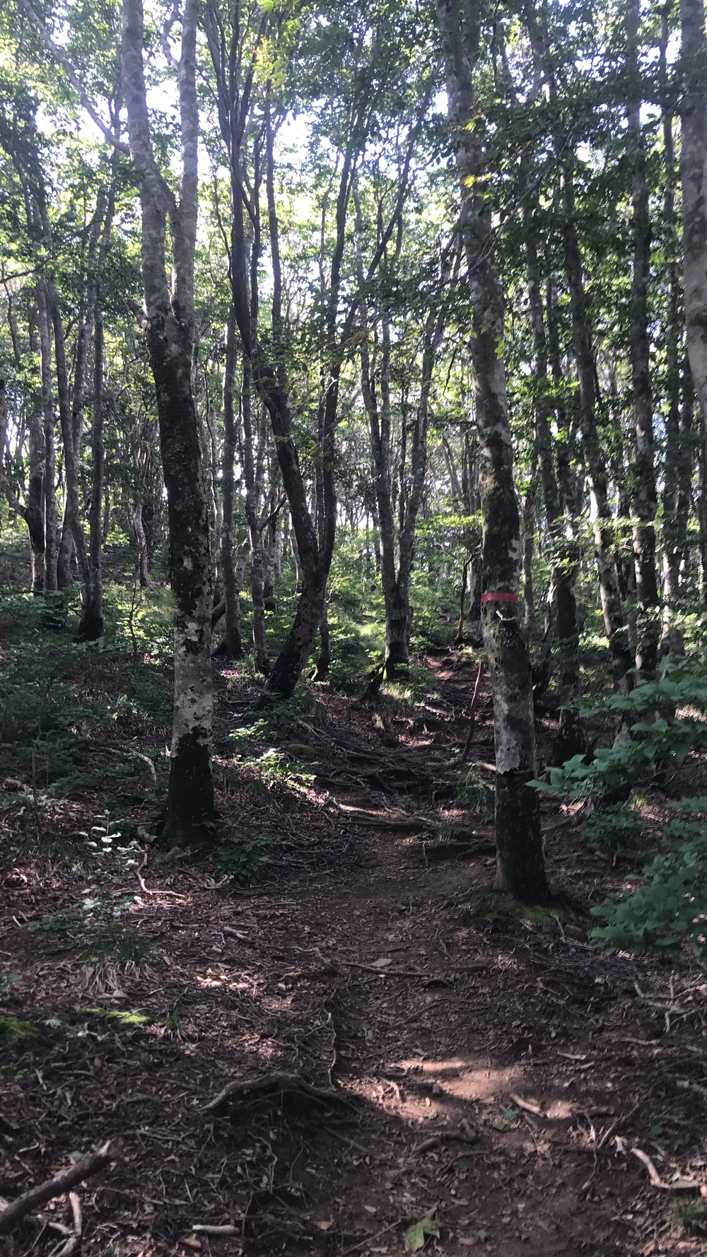 比良山系最高峰・武奈ヶ岳２発の写真14